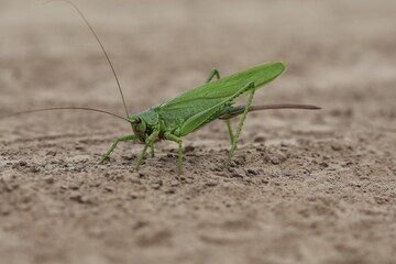 green grasshopper on the ground