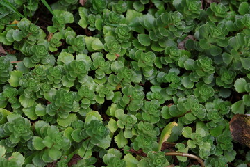 Fototapeta premium stonecrop in the garden