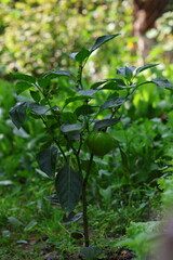green pepper in the garden