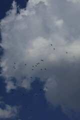 flock of birds