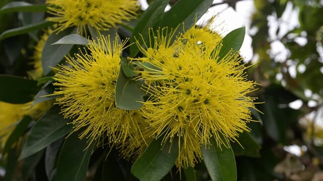 Beautiful Golden Penda (xanthostemon chrysanthus) flowers.