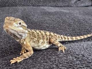 bearded dragon lizard