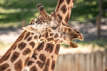 Giraffe chewing food with visible mouth movement, showcasing close-up details of its face, long neck, and distinctive spotted pattern