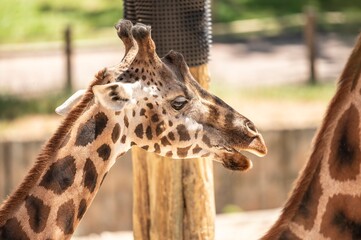 Close-up of a giraffe with open mouth in daylight, showing details of its patterned fur and long neck in a natural zoo habitat