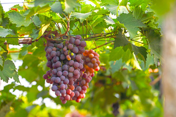 Red Grapes hanging on branches in garden	
