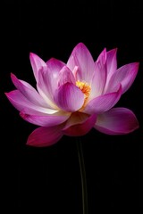 Elegant Pink Lotus Flower Bloom Close-up on Black Background Studio Shot Botanical Beauty Serene Nature Floral Art
