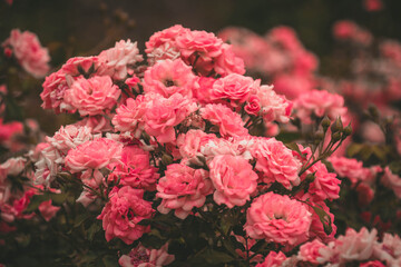 Beautiful Pink Roses in Vintage Flower Garden