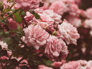 Beautiful Pink Roses in Vintage Flower Garden