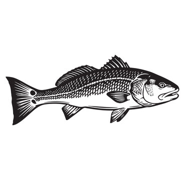 Detailed black and white illustration of a redfish depicting natural oceanic wildlife