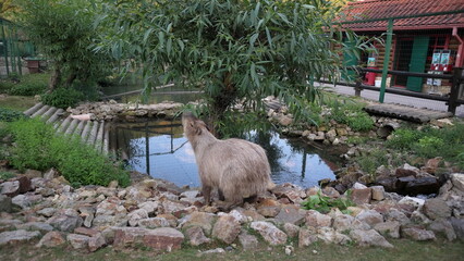 Capibara nello ZOO, capibara nel suo recinto mangia le foglie dall'albero 