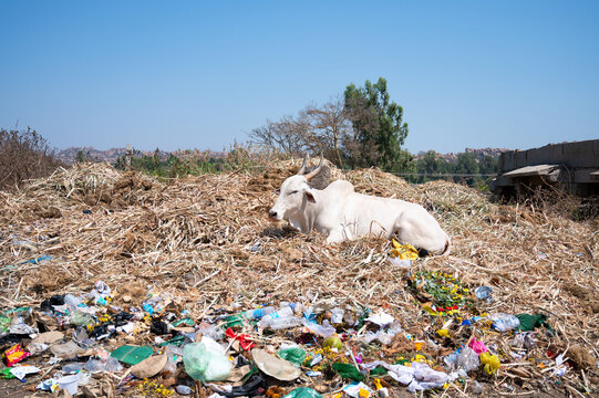 Zubu bull, humped cattle, Bos indicus sitting on garbage dump in Hampi, India, waste and pollution, environment conversation