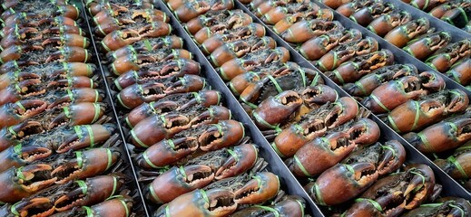 Fresh Mud Crabs Arranged in Seafood Market Display for Restaurant Cuisine Supply