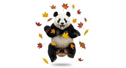 A happy giant panda bear joyfully jumping in the air surrounded by falling autumn maple leaves.