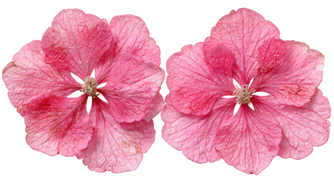 Two delicate, light pink flowers, close-up
