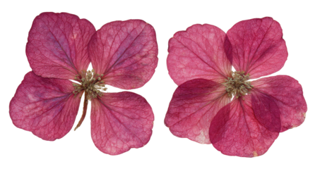 Two dried, vibrant magenta hydrangea blossoms, side-by-side,  isolated on black.  Detailed petal structure, slightly varying shades within