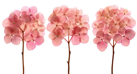 Three delicate, dried pink hydrangea blossoms, isolated against a black background, displaying soft, rounded flower heads and slender stems