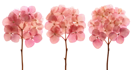 Three delicate, dried pink hydrangea blossoms, isolated against a black background, displaying soft, rounded flower heads and slender stems