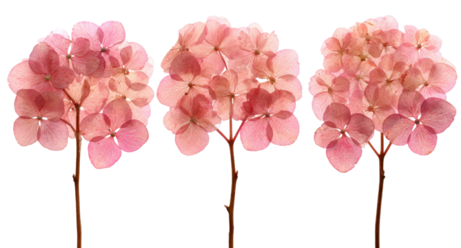 Three delicate, dried pink hydrangea blossoms, isolated against a black background, displaying soft, rounded flower heads and slender stems