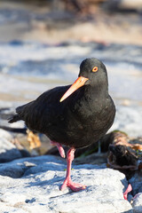 African Black Oystercatcher (Haematopus moquini) Lamberts Bay, Western Cape, South Africa perched on rock alongside ocean