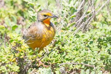 Cape Longclaw or Orange-throated Longclaw (Macronyx capensis) Strandfontein Sewage Works, Cape Town, South Africa