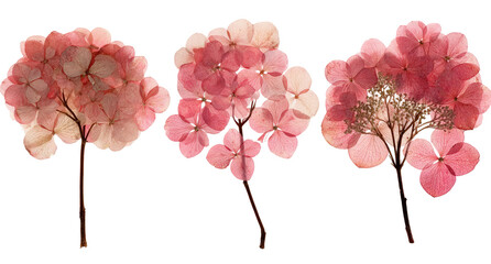 Pressed hydrangea blossoms in delicate shades of pale pink, arranged in a horizontal row against a black background.  Each cluster of flowers displays a unique, soft texture, and stems are visible