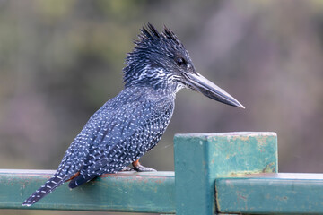Female Giant Kingfisher (Megaceryle maxima) fishing off the Levuvhu River Bridge, Kruger National Park, 
Limpopo, South Africa