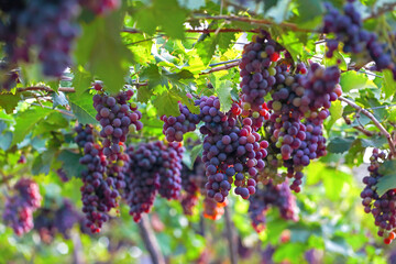 Red Grapes hanging on branches in garden	
