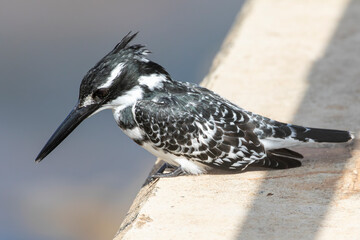 Pied Kingfisher (Ceryle rudis rudis) with crest raised perched on brdige parapet watching the river below, Mpumalanga, South Africa