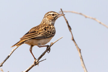 Sabota Lark (Calendulauda sabota suffusca) perched on twig, Limpopo, South Africa, known for its mimicry of other bird calls
