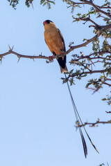 Shaft-tailed Whydah or Queen Whydah (Vidua regia) breeding male, Kgalagadi Transfrontier Park, Kalahari, Northern Cape, South Africa