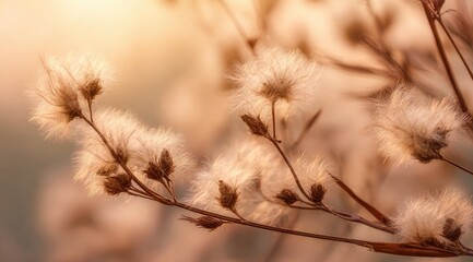 Soft, fluffy seed heads in warm golden light