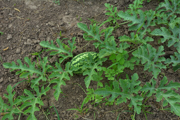 Watermelon fruit surrounded by stems and leaves in the garden.