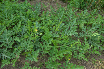 Watermelon fruit surrounded by stems and leaves in the garden.