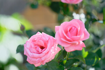 Pink roses in full bloom with soft background