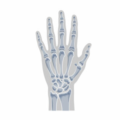 Fototapeta premium Hand X-Ray Bones