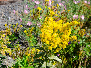 Canada Goldenrod flowers