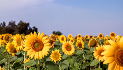 Obraz premium Vibrant Field of Sunflowers Under a Clear Blue Sky with Gentle Sunlight in Summer
