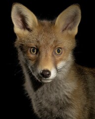 Obraz premium Red fox portrait on black background, close-up shot of wild animal, curious expression, studio lighting