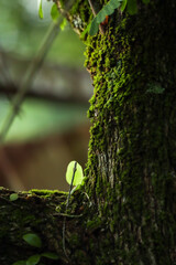 Green Moss Growing on Tree Trunk in Nature