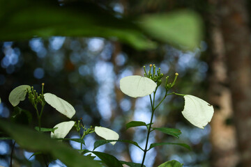 Wild Plant with White Leaves in Natural Green Forest Background