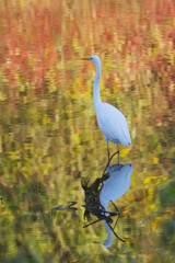 great white egret surrounded by red and yellow reflections in the lake, white bird reflected, Ardea alba, great white egret in shallow water surrounded by yellow and red colors reflected vertical