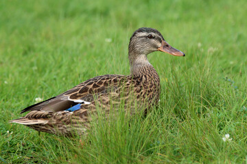 Mallard