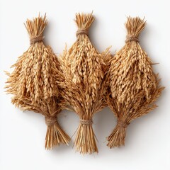 Three bundles of dried rice stalks tied with twine, against a white background