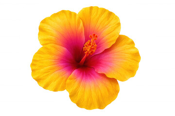 Vibrant hibiscus flower revealing yellow and pink overlapping petals, displaying intricate floral details against transparent background