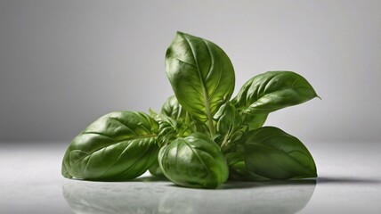 Obraz premium Clean Photo of Fresh Basil Leaves on White Background