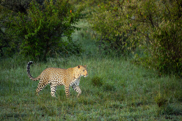Magnificent Leopard on an early morning stroll in Ol Kinyei Conservancy, Kenya.