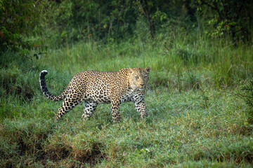 Leopard on morning patrol in the green grasses of Olare Motorogi Conservancy, Kenya.