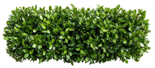 Dense, vibrant green hedge border