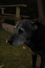 Fototapeta premium Perro negro con canas de perfil