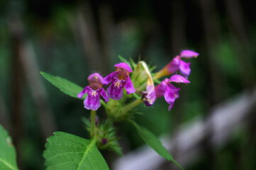 A flowering Lesser Hemp-nettle plant, Gaeleopsis bifida, growing in woodland.